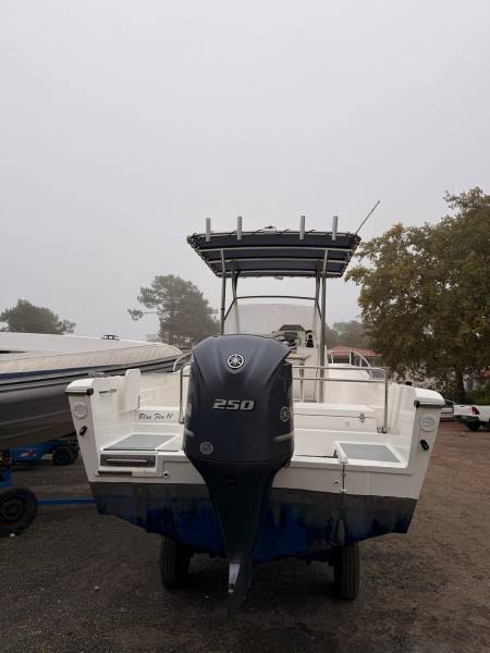 WHITE SHARK 246
